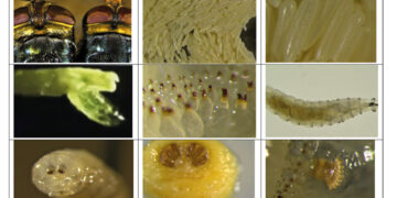 La plaga del gusano barrenador del ganado (1era. Parte)