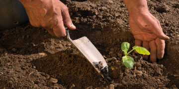 Fertilizantes orgánicos y suelos vivos: Clave para un futuro más verde