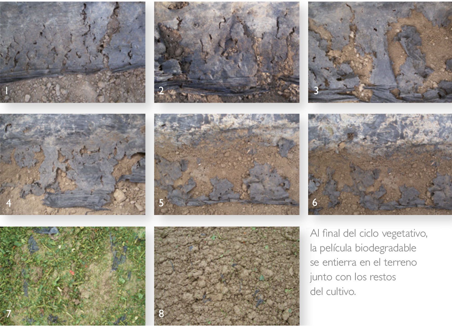 Proceso de biodegradación del mulch en suelo agrícola