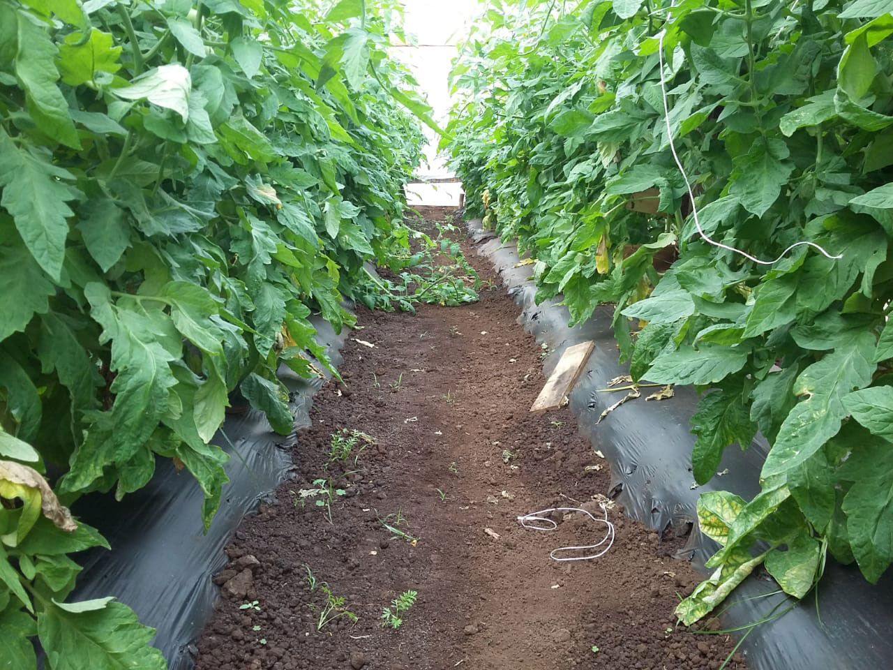 Cultivo establecido sobre mulch biodegradable