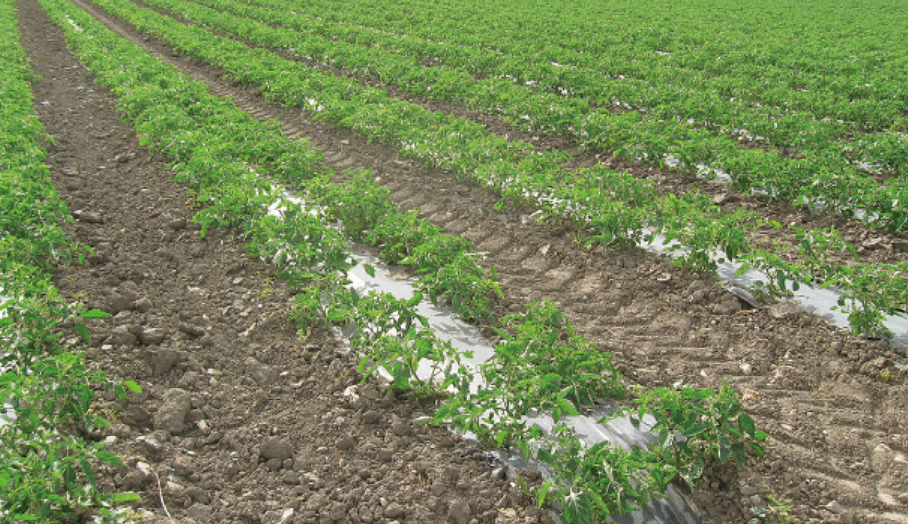 Incorporación mecánica del mulch biodegradable al suelo