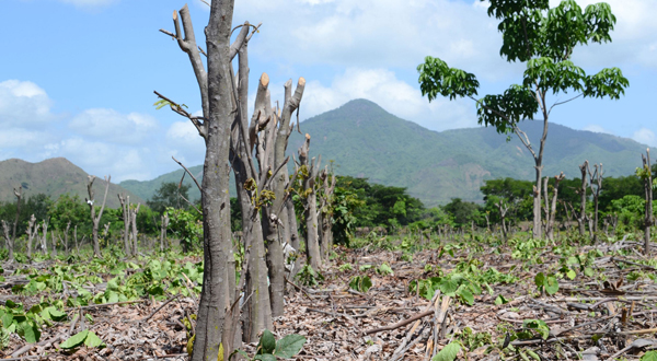 Sistema agroforestal diversificado en el centro de México