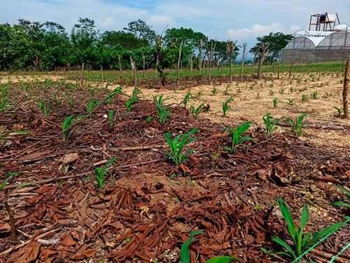 Parcela intercalada con leguminosas, Municipio Tiltepec, campos sin quema