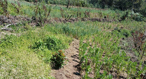 Sistema milpa intercalada con árboles frutales