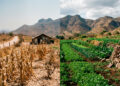 Izquierda: suelo agrícola degradado por manejo convencional durante la sequía de 2026. Derecha: suelo orgánico con cobertura vegetal viva en la misma región. La diferencia no es climática: es de manejo.