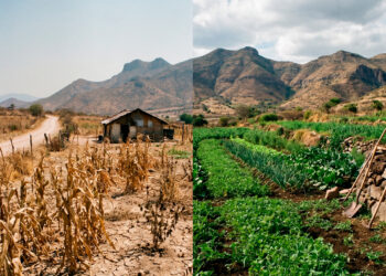 Izquierda: suelo agrícola degradado por manejo convencional durante la sequía de 2026. Derecha: suelo orgánico con cobertura vegetal viva en la misma región. La diferencia no es climática: es de manejo.