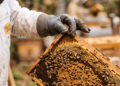 Apicultor revisa un marco cubierto de abejas y panal en un apiario mexicano. México cerró 2025 con una producción récord de 60,297 toneladas de miel.