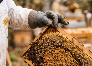 Apicultor revisa un marco cubierto de abejas y panal en un apiario mexicano. México cerró 2025 con una producción récord de 60,297 toneladas de miel.