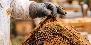 Apicultor revisa un marco cubierto de abejas y panal en un apiario mexicano. México cerró 2025 con una producción récord de 60,297 toneladas de miel.