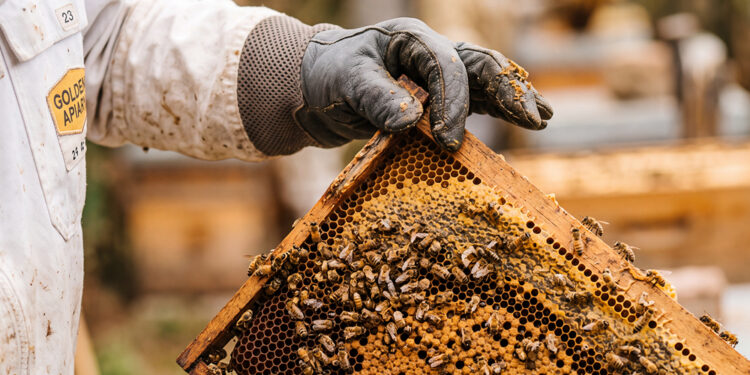 Apicultor revisa un marco cubierto de abejas y panal en un apiario mexicano. México cerró 2025 con una producción récord de 60,297 toneladas de miel.