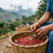 Productor sostiene una canasta con café cereza recién cosechado en Chiapas.